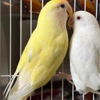 طوطی کوتوله نژاد دار