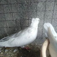 فروش کبوتر|پرنده|گرمسار, |دیوار