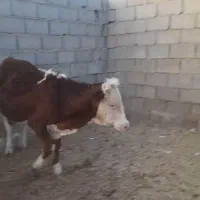 گوساله سمینتال