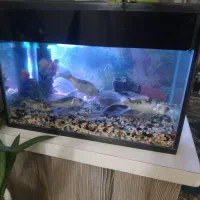 ماهی کوی|ماهی|پاکدشت, پاکدشت (مامازند)|دیوار