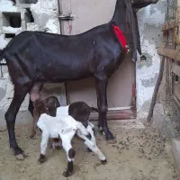 فروش. بز کاموری اصل دوکهره ای