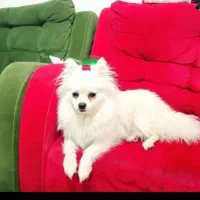 پامرانین روباهی ماده