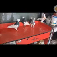 طوقی و ۲تا شامی