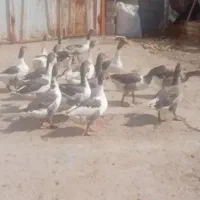 غازدوساله 5میلیون