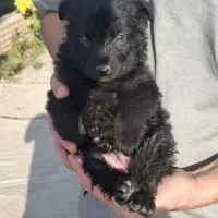 ژرمن بلک|سگ|مشهد, فردوسی|دیوار