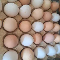 تخم مرغ محلی. خروس