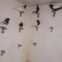 نر پریده|پرنده|راور, |دیوار