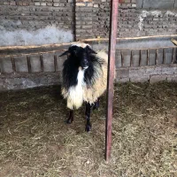 گوسفند نر جوون بسیار عای|حیوانات مزرعه|قائم‌شهر, |دیوار