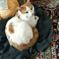 واگذاری رایگان گربه نر|گربه|کرمانشاه, |دیوار