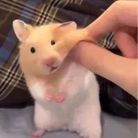 بچه همستر سوری