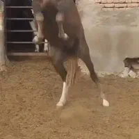 اسب نریان|اسب و تجهیزات اسبسواری|ارومیه, |دیوار