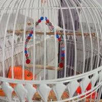 یک جفت فنچ سفید همراه باقفس|پرنده|پاکدشت, پاکدشت (مامازند)|دیوار