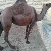شتر چاق و بچه شتر درهمه وزن|حیوانات مزرعه|قم, نوقطار|دیوار
