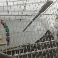 یه جفت عروس هلندی مولد