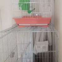 قفس پرنده|لوازم جانبی حیوانات|سنندج, |دیوار