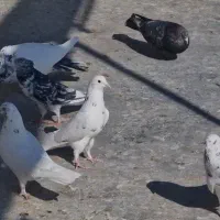 کفتر پرشی|پرنده|کهریزک, |دیوار