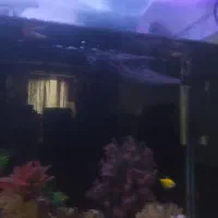 اکواریوم|ماهی|رودهن, |دیوار