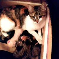 واگذاری ۲گربه بی پناه با بچه هاشون