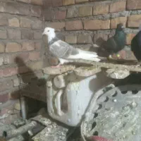 کفتر پرشی|پرنده|نیشابور, ده حلاج|دیوار