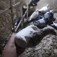 کفتر سار کله هما هفت رنگ نر مست صید حریف