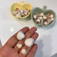 صدف و ماسه برای کار هنری|صنایع دستی و سایر لوازم تزئینی|قم, آزادگان|دیوار