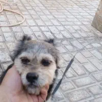 سگ پاکوتاه ماده|سگ|سمنان, |دیوار