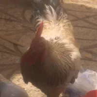 خروس جوان سرحال