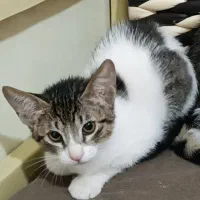 واگذاری بچه گربه