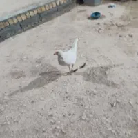 فروش مرغ محلی اصیل تخم گذار|حیوانات مزرعه|لامرد, |دیوار