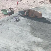 توله سر و گله دار کچوک