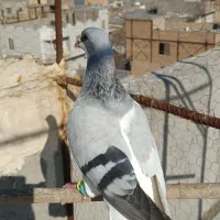 کبوتر|پرنده|بوئین زهرا, |دیوار