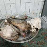 یک کله پاچه دوتا شکم