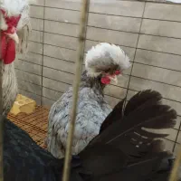 یه جفت لهستانی یکساله ونیم|حیوانات مزرعه|اصفهان, جوزدان الیادران|دیوار
