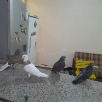 پرنده لوت.طوقی|پرنده|آبادان, |دیوار