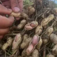 بادام زمینی گلی