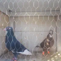 جفت پلنگ معاوضه