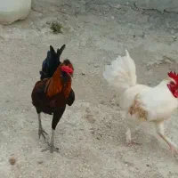 خروس|حیوانات مزرعه|قشم, |دیوار