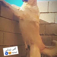 واگذاری سراب
