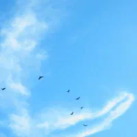 کفتر کله ابر