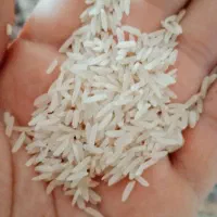 فروش برنج فجرسوزنی ۹۰روزه