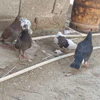 کفتر فروشی|پرنده|سراوان, |دیوار