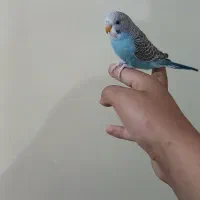 مرغ عشق|پرنده|اهواز, اسلام آباد شرقی|دیوار