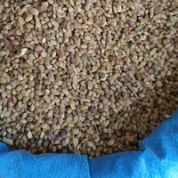 خرید و فروش بذر یونجه و بذر شبدر  بذرشبدر بذریونجه|خدمات باغبانی و درختکاری|سنندج, |دیوار