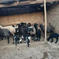 میش وبره