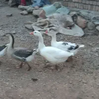 غاز