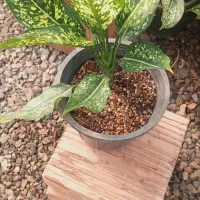 فروش گل گیاه در گلخانه|گل و گیاه طبیعی|فاضل آباد, |دیوار