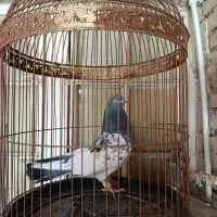 کبوتر