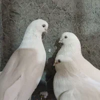 کفتر کبوتر سفید چشم نوک سفید سینه ای|پرنده|خمینی‌شهر, |دیوار