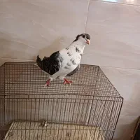 گلین .نر|پرنده|اصفهان, هفتون|دیوار