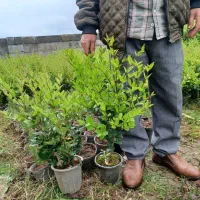یاس هلندی سطل ۳